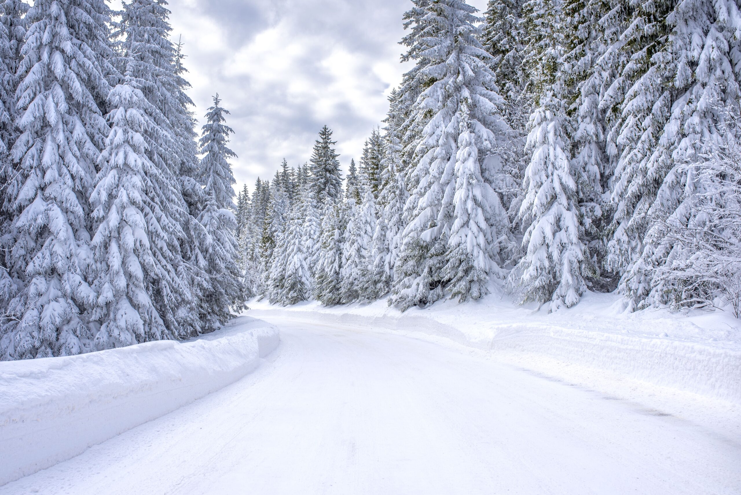 Forêt enneigée et route hivernale.