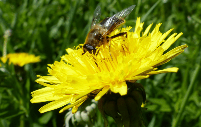 abeille