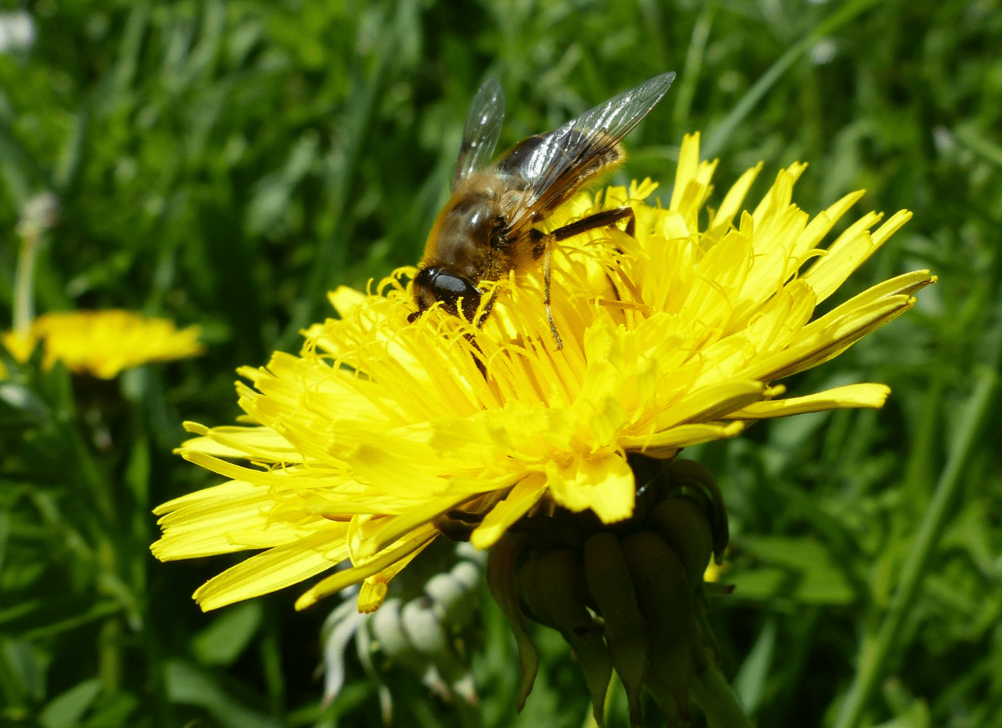 abeille