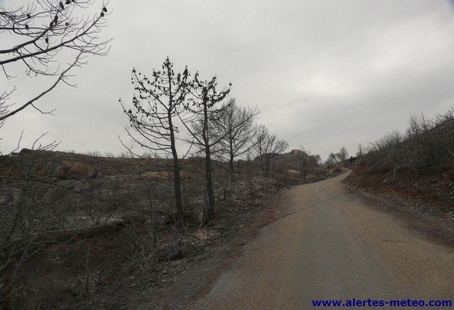 Feu de foret