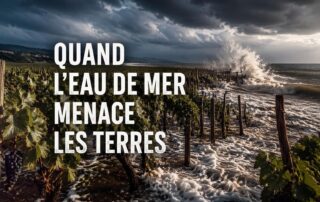 Salinité des vignes à Vic-la-Gardiole et Frontignan : quand l’eau de mer menace le vignoble