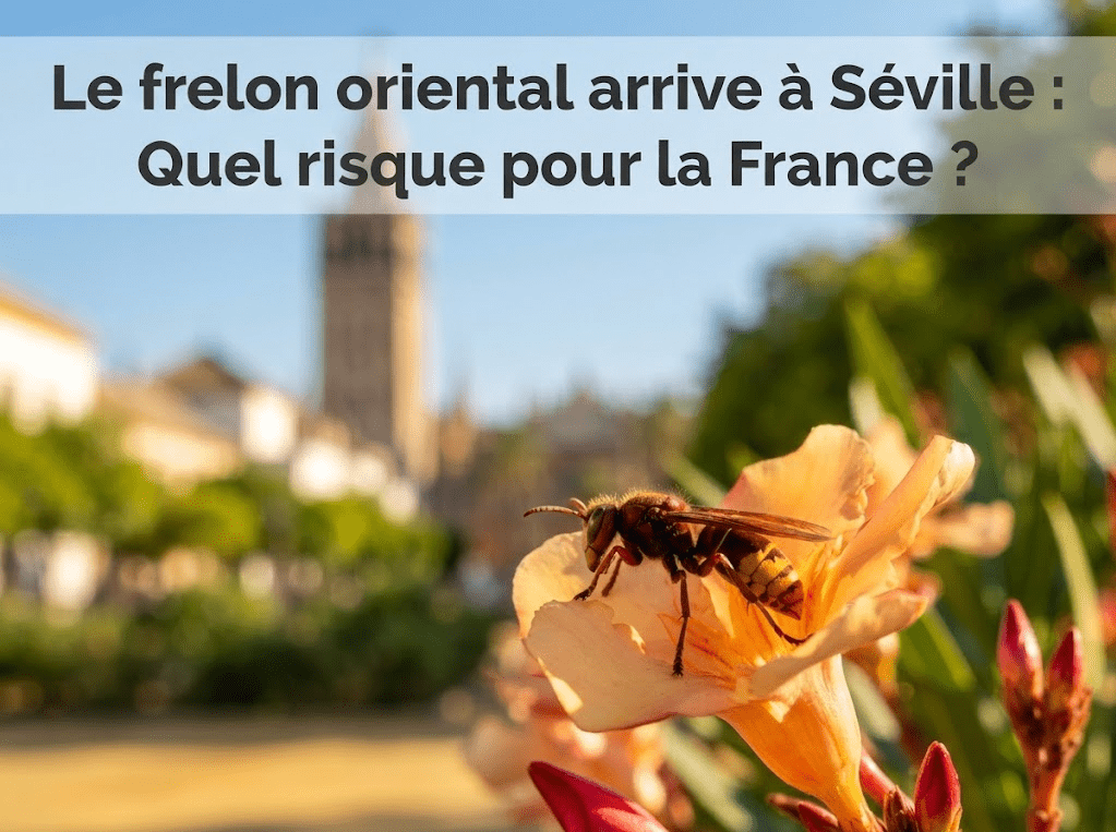 Frelon oriental à Séville : menace réelle pour la France ?