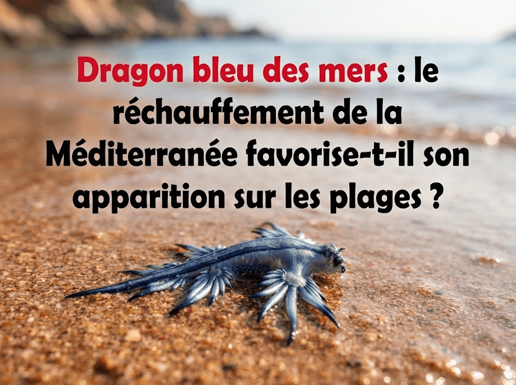 Dragon bleu des mers : le réchauffement de la Méditerranée favorise-t-il son apparition sur les plages ?